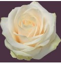 ΤΡΙΑΝΤΑΦΥΛΛΑ ΛΕΥΚΑ 60εκ. ROSEN FOUR SEASONS 60cm